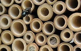 a mason bee habitat