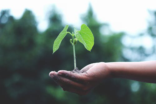 hands holding a sprouting plant